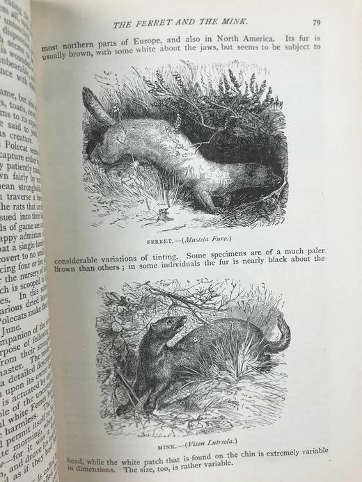 约19世纪后期 通俗自然史 600余幅插图（含多幅彩色） 真皮精装大32开 商品图12