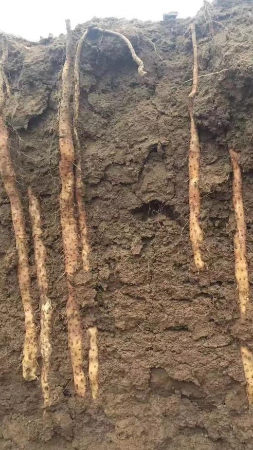 正宗温县垆土铁棍山药礼盒装（3kg） 商品图2