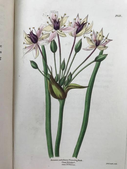 1835年 英国植物志 28幅套色版画插图 漆布精装36开 商品图14