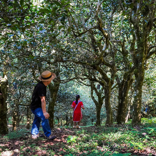 【南本老寨单株】大茶园最靠近茶王树的6棵大单株古树 2024年春茶云南勐宋普洱生茶纯料散茶木箱装500g 商品图8