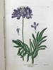 1835年 英国植物志 28幅套色版画插图 漆布精装36开 商品缩略图11