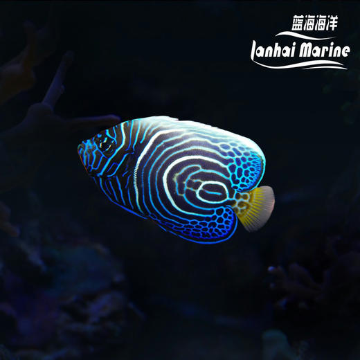 马代圈帝 商品图0