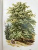 约1900年左右 常见树木图集 数十幅彩色版画插图 漆布精装32开 商品缩略图9