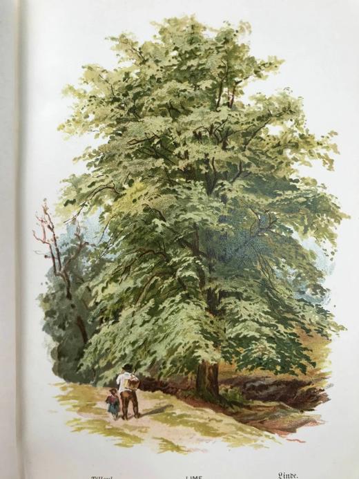 约1900年左右 常见树木图集 数十幅彩色版画插图 漆布精装32开 商品图9