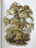 约1900年左右 常见树木图集 数十幅彩色版画插图 漆布精装32开 商品缩略图13