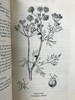 1947年 草药美食 数十幅插图 精装大32开 商品缩略图9