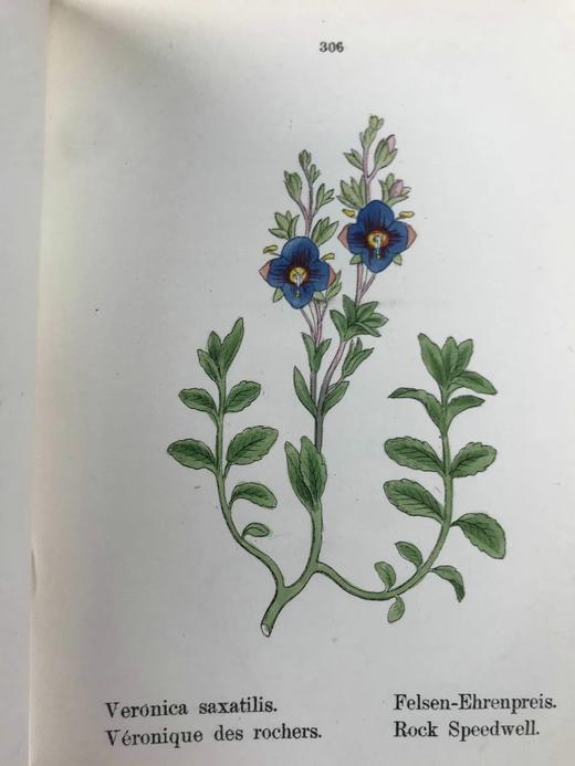 【德语】1878年 高山植物图鉴（全4卷） 400幅套色版画插图 真皮精装64开 商品图13