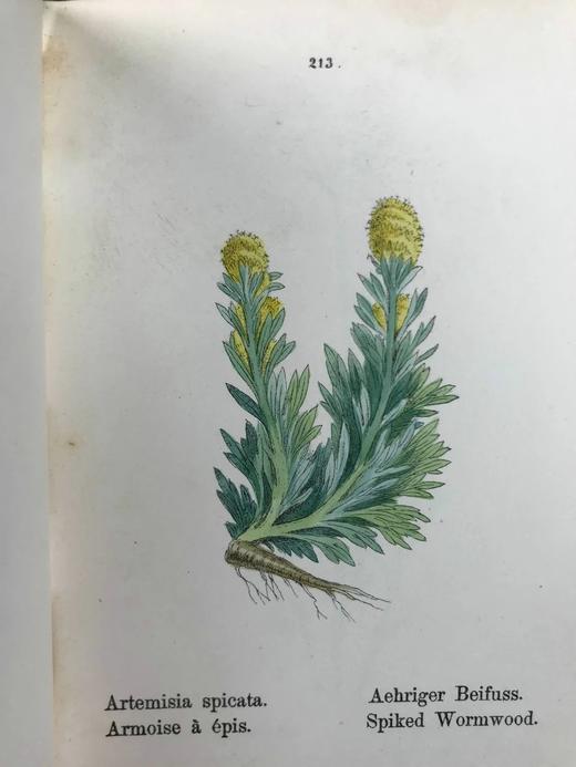 【德语】1878年 高山植物图鉴（全4卷） 400幅套色版画插图 真皮精装64开 商品图11