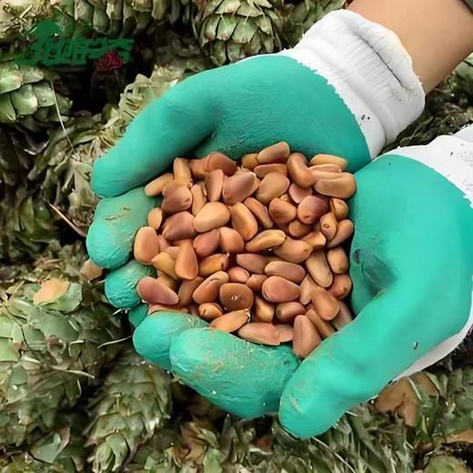 【2025新松子来啦】黑龙江小兴安岭自家林场纯野生大松子，个头中等往上，下了山出了塔，直接进锅炒制，保留最初的营养价值，无任何添加，无特殊加工，口感自然醇香。微微开口，没有油开的大，辽宁省内包邮 商品图0