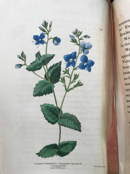 1835年 英国植物志 28幅套色版画插图 漆布精装36开 商品图9