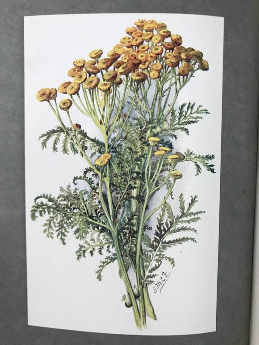 1911年 药草园图鉴 16幅彩色手工贴图 漆布精装18开 商品图13