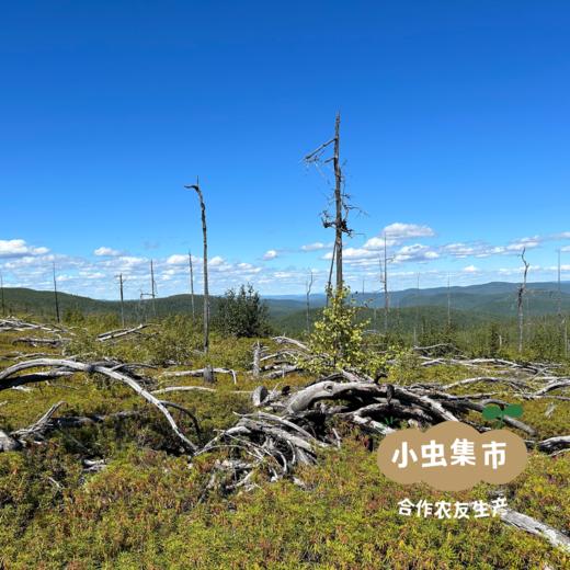 大兴安岭生态白花芸豆 350g /袋 | 合作农友生产，产自大兴安岭古源，生产者：柳树 & [公平贸易农人定价] 商品图8