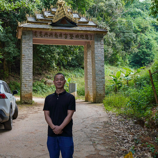 【南本老寨单株】大茶园最靠近茶王树的6棵大单株古树 2024年春茶云南勐宋普洱生茶纯料散茶木箱装500g 商品图7