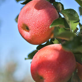s 小甜心新疆阿克苏冰糖心苹果 当季新鲜水果 绿色食品认证