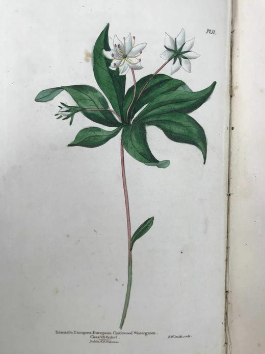 1835年 英国植物志 28幅套色版画插图 漆布精装36开 商品图13