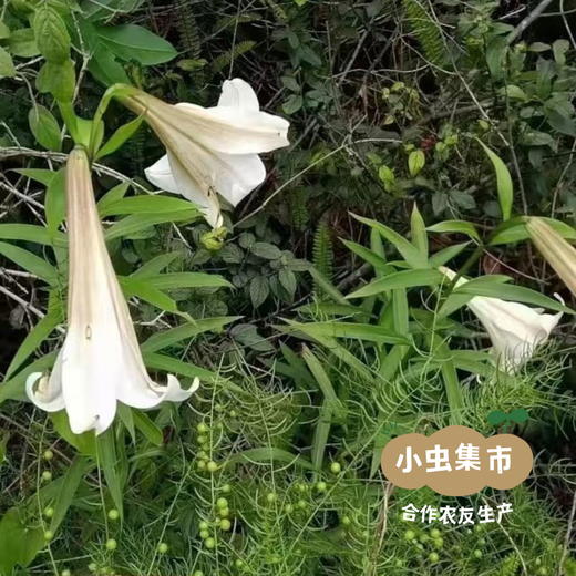 生态沙参玉竹汤包 180g/袋 | 合作农友生产，来自广东连南瑶族自治县，生产者：张运东 ＆【公平贸易农人定价】 商品图12