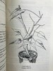 1947年 草药美食 数十幅插图 精装大32开 商品缩略图10