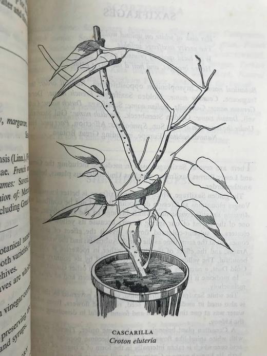 1947年 草药美食 数十幅插图 精装大32开 商品图10