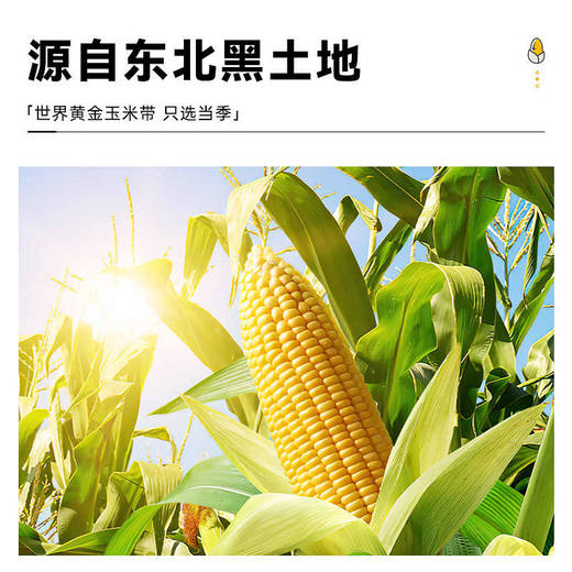 东北 玉米淀粉 500g/袋 商品图2