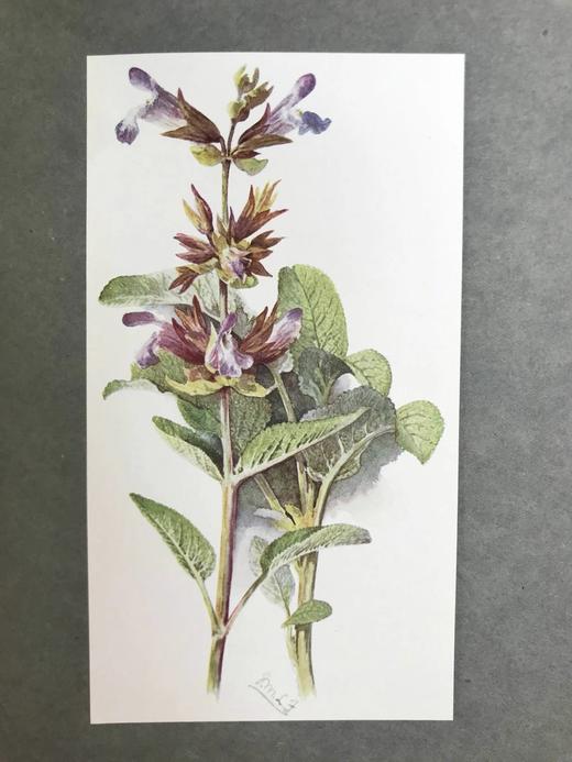 1911年 药草园图鉴 16幅彩色手工贴图 漆布精装18开 商品图14