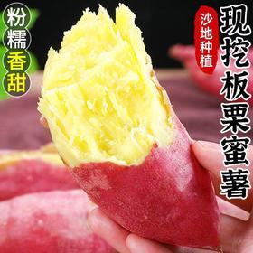 【现挖现发！沙地板栗红薯】皮薄肉嫩口感粉甜，肉质密实，煮熟后香味浓郁，香甜面糯，蜜薯小香蜜地瓜，糖心沙地番薯L