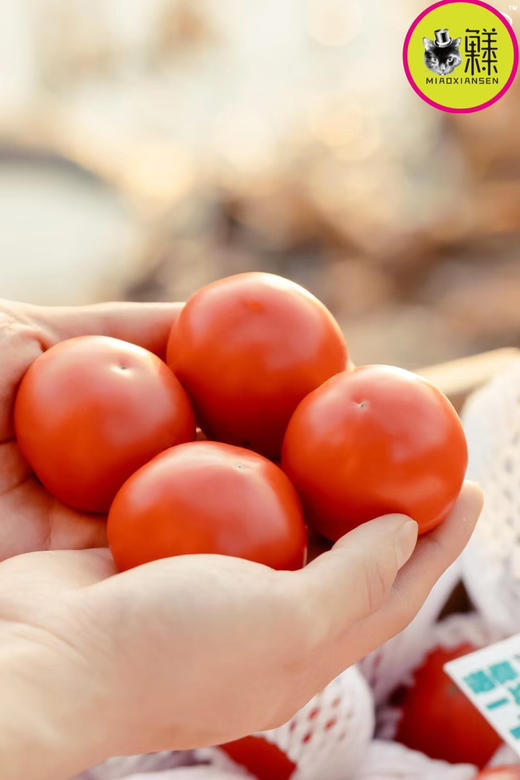 📦喵菓基地～米其林高糖钱袋番茄🍅礼盒4-5斤（包邮） 商品图8