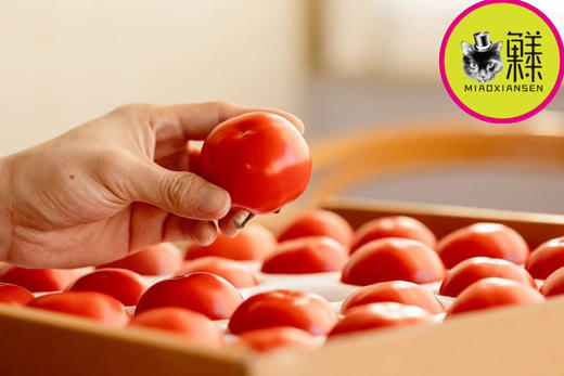 📦喵菓基地～米其林高糖钱袋番茄🍅礼盒4-5斤（包邮） 商品图7