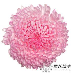 小菊 | 牡丹菊樱花粉【人工吸染，有色差，慎重下单】