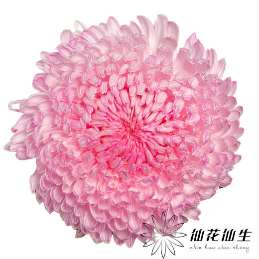 小菊 | 牡丹菊樱花粉【人工吸染，有色差，慎重下单】 商品图0