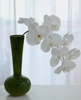 【幸福的来临】进口高质感--白蝴蝶兰  约6-7朵