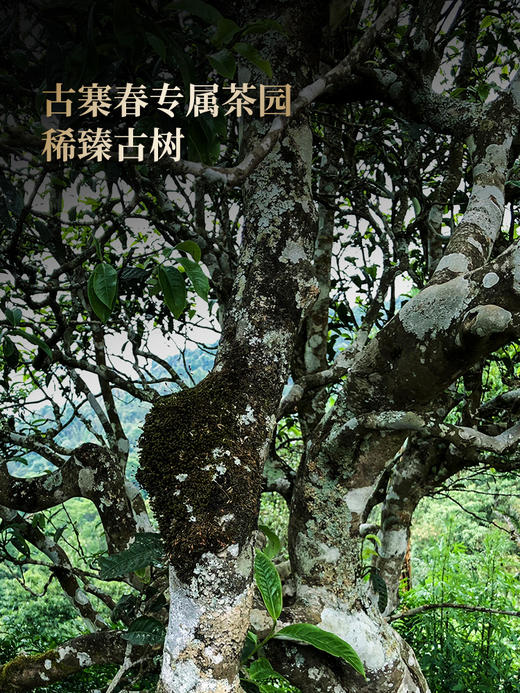 【王侯将相-虎威将军：赵云】2024年升级版傲世来袭 一芽一叶成就一片茶饼 比冰岛老寨单株更奢侈更豪华！一套内含6饼，拍5套发6套 商品图9