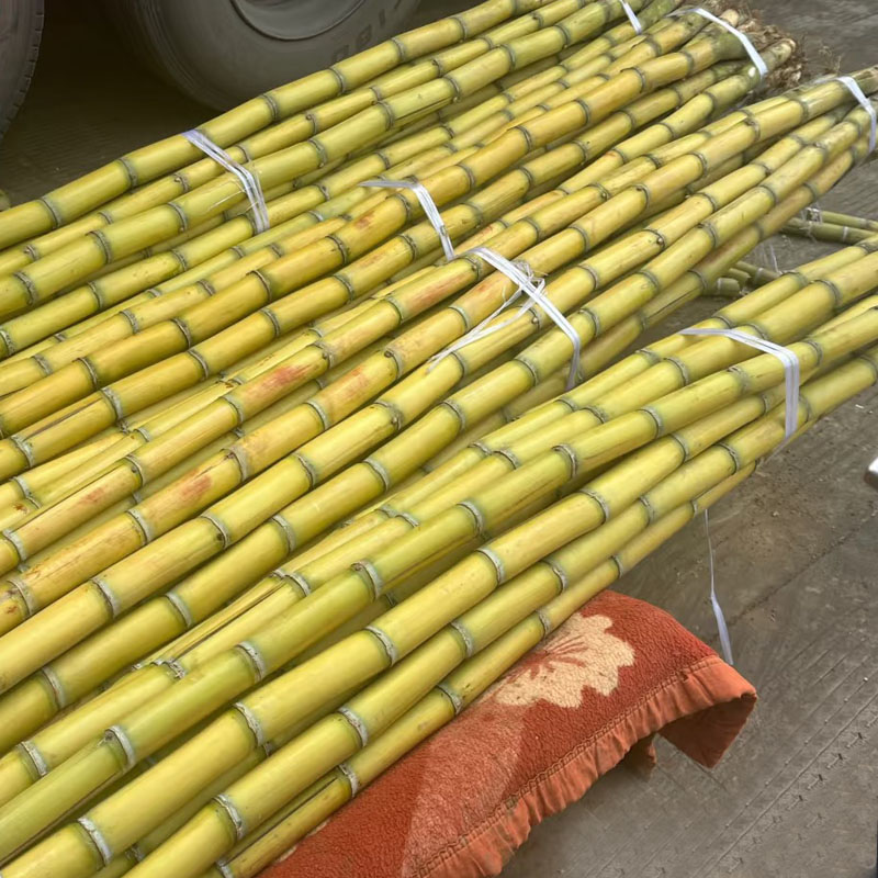 黄金甘蔗（1棵）