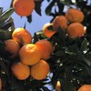 [最农公社]镇店之宝|特级品控浙江涌泉蜜橘5斤18-24枚/10斤36-48枚全部稀有高山6.0-7.5cm果径（顺丰发货） 商品缩略图7