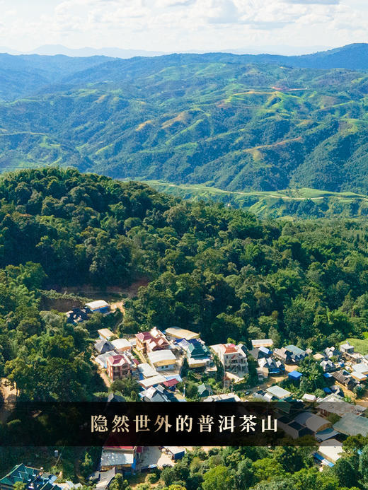 9月6日上午9点【限时秒杀】【卫东老寨】2022年头春头采布朗山卫东老寨普洱茶生茶357克/饼 拍5发6拍20发25 商品图8