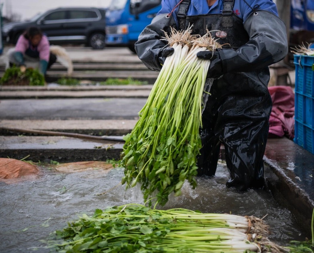 周一取货：【宜兴万石水芹】一捆1斤左右，有根带叶，茎白、叶清香，水分多，既可荤炒，又可素拌！