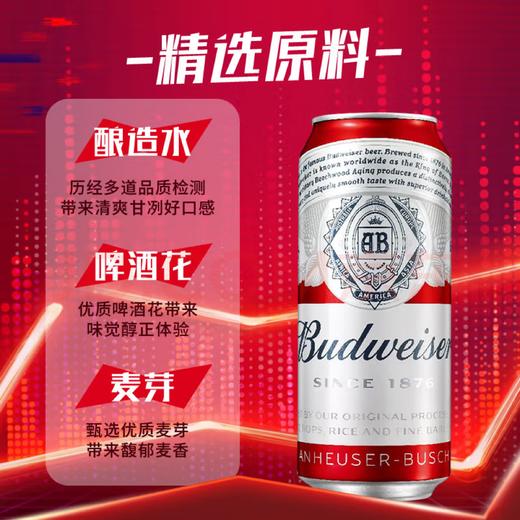 【TLJD】百威TOP经典红罐淡色拉格啤酒450ml*18听整箱装 浓郁麦香 商品图2