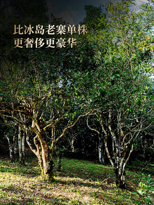 【王侯将相-虎威将军：赵云】2024年升级版傲世来袭 一芽一叶成就一片茶饼 比冰岛老寨单株更奢侈更豪华！一套内含6饼，拍5套发6套 商品图2