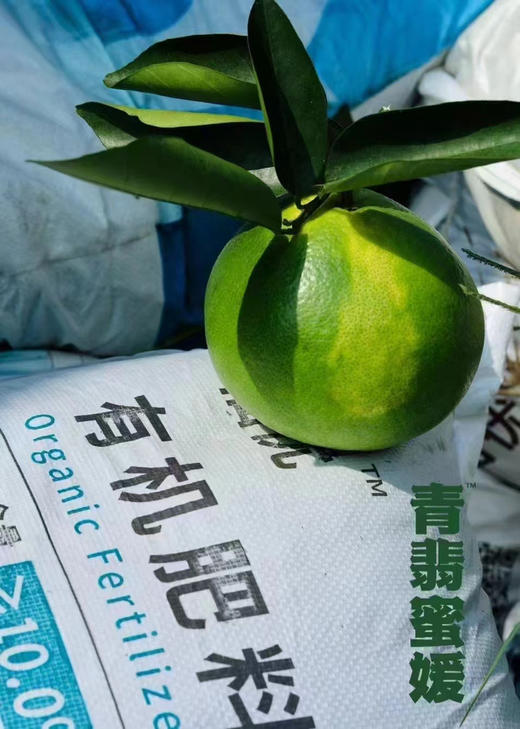 入甜®青翡蜜媛、秋季限定青蜜柚，
现场测糖14➕、甜度爆表！果汁充盈 果粒饱满 超级好吃 秋季吃柚 赛过吃肉～ 商品图5