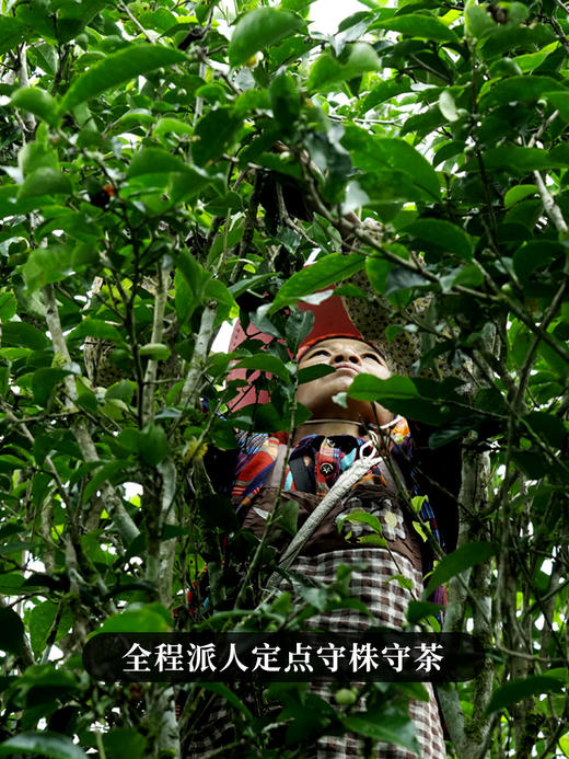 【铜箐河单株】2020年易武铜箐河茶王级单株 全程派人定点守株守茶 保真保纯 250克/砖 拍5发6拍20发25 商品图9