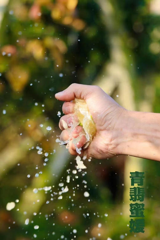 入甜®青翡蜜媛、秋季限定青蜜柚，
现场测糖14➕、甜度爆表！果汁充盈 果粒饱满 超级好吃 秋季吃柚 赛过吃肉～ 商品图3