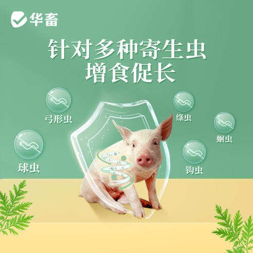 华畜功夫净500g 中药驱虫 球虫绦虫弓形虫等 蛋禽孕畜可用安全有效 商品图2