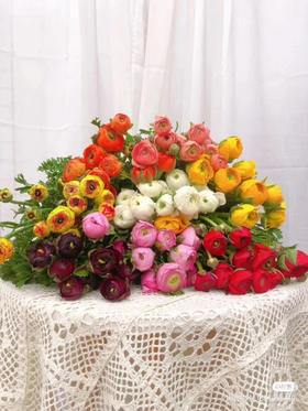 洋牡丹各色点开挑色