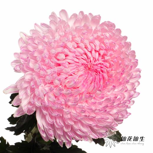 小菊 | 牡丹菊樱花粉【人工吸染，有色差，慎重下单】 商品图1