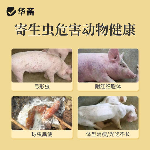 华畜功夫净500g 中药驱虫 球虫绦虫弓形虫等 蛋禽孕畜可用安全有效 商品图1
