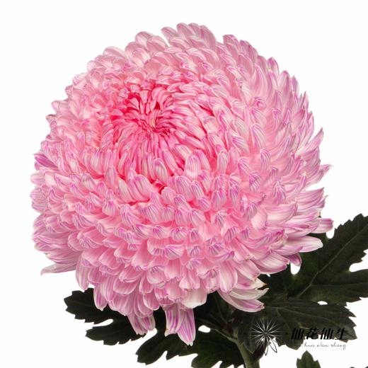 小菊 | 牡丹菊樱花粉【人工吸染，有色差，慎重下单】 商品图3