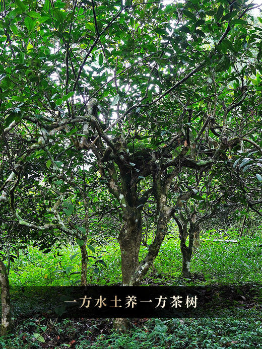 9月6日上午9点【限时秒杀】【卫东老寨】2022年头春头采布朗山卫东老寨普洱茶生茶357克/饼 拍5发6拍20发25 商品图2