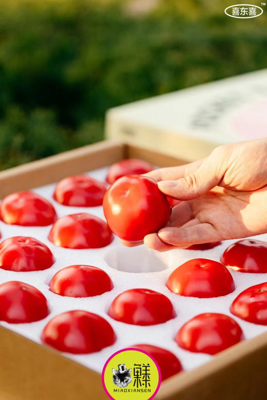 📦喵菓基地～米其林高糖钱袋番茄🍅礼盒4-5斤（包邮） 商品图6