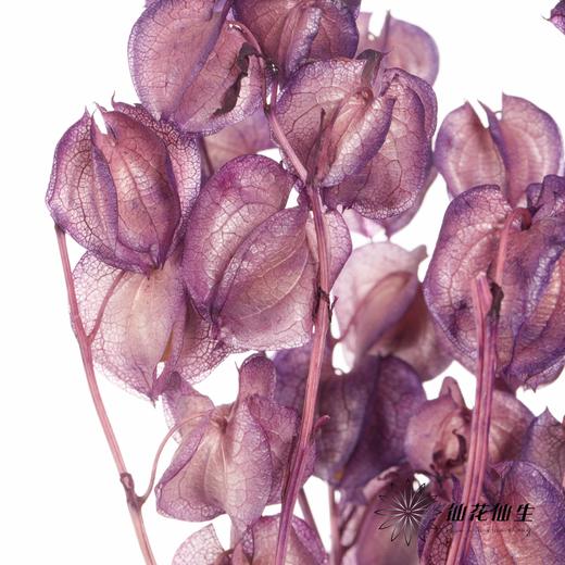 永生花材 | 灯笼果紫色 商品图1
