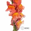 配花 | 金鱼草橙 商品缩略图5