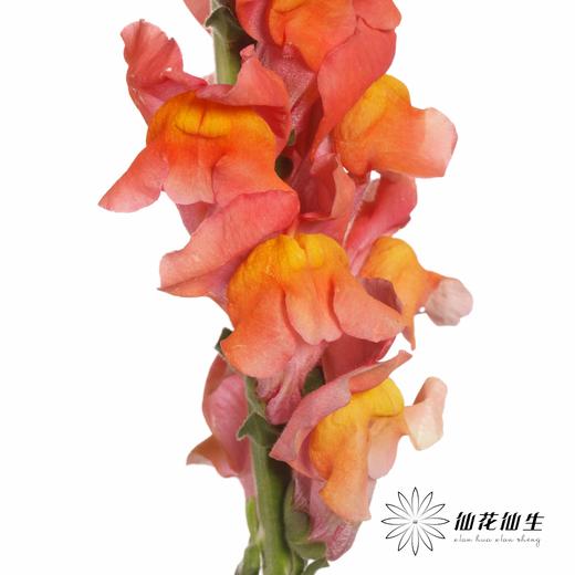 配花 | 金鱼草橙 商品图5